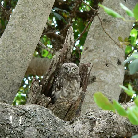 Quinta Toca Do Mocho *