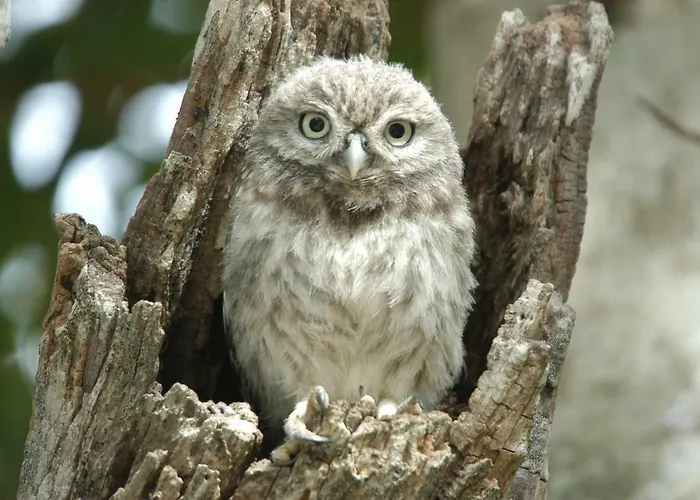 ヴィラ Quinta Toca Do Mocho Quelfes