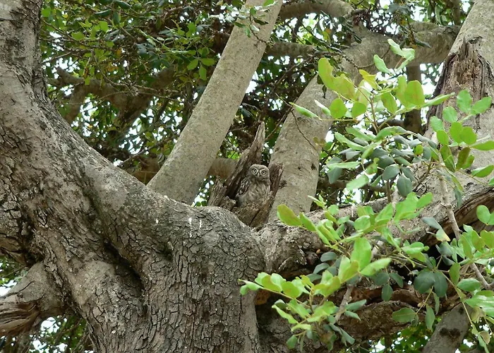 ヴィラ Quinta Toca Do Mocho *