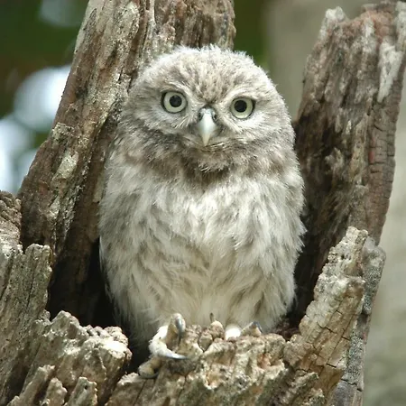 Villa Quinta Toca Do Mocho Quelfes
