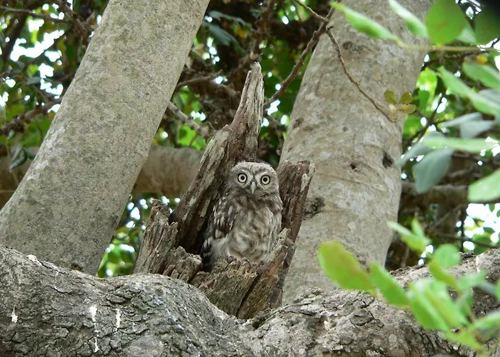 Quinta Toca Do Mocho *